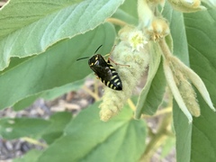 Bicyrtes insidiatrix