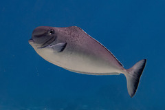 Humpnose Unicornfish photo 3