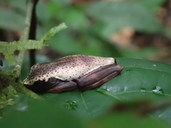 Boana appendiculata