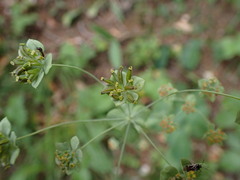 Bupleurum longifolium