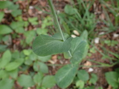 Bupleurum longifolium