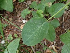 Bupleurum longifolium
