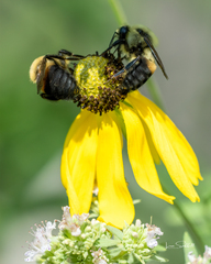 Bombus griseocollis