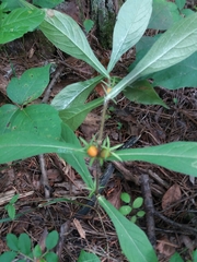 Triosteum aurantiacum