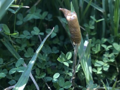 Leratiomyces cucullatus