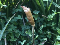 Leratiomyces cucullatus