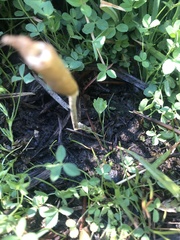 Leratiomyces cucullatus