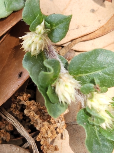 Image of Alternanthera caracasana by (c) Jo Roberts, some rights reserved (CC BY)