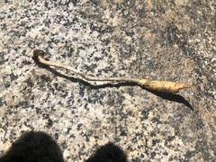 Leratiomyces cucullatus