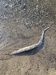Anguilla rostrata