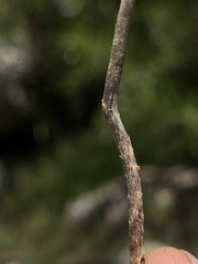 Leratiomyces cucullatus