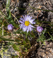 Erigeron pinnatisectus