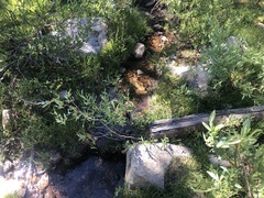 Leratiomyces cucullatus