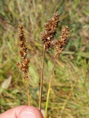 Carex densa