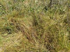 Carex densa