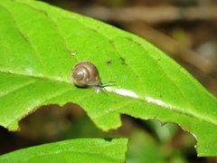 Helicinidae