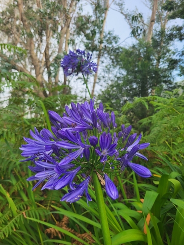 Agapanthus image