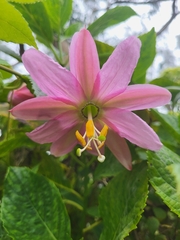 Passiflora tarminiana image