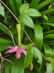 Passiflora tarminiana image