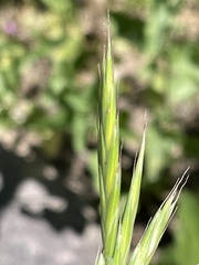 Bromus marginatus