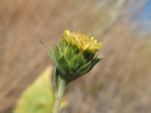 Image of Pyrrocoma carthamoides by (c) Daniel S., some rights reserved (CC BY)