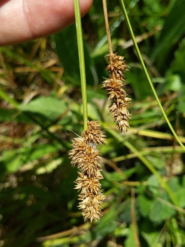 Image of Carex densa by (c) Ken-ichi Ueda, some rights reserved (CC BY)