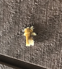 Megalopyge bissesa