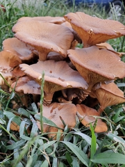 Desarmillaria caespitosa