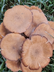 Desarmillaria caespitosa