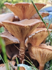 Desarmillaria caespitosa