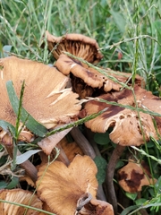 Desarmillaria caespitosa