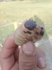Scarabaeidae