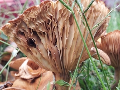 Desarmillaria caespitosa