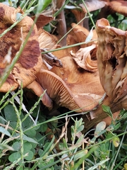 Desarmillaria caespitosa