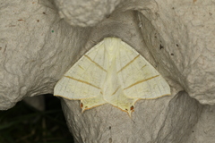 Ourapteryx sambucaria