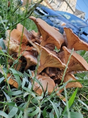 Desarmillaria caespitosa