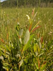 Salix serissima