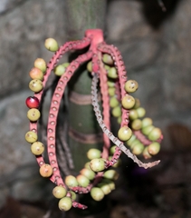 Pinanga coronata