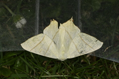 Ourapteryx sambucaria