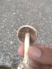 Agaricales