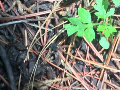 Eumesosoma