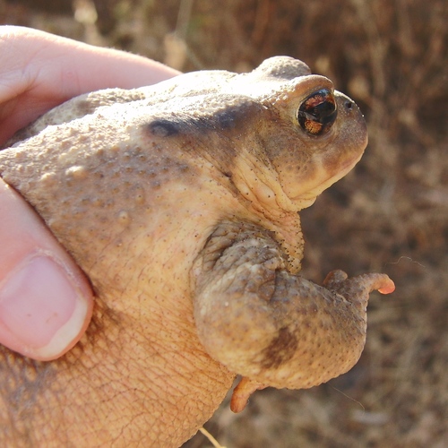 署名  susanne vogel 上传者 相关观察 什么观察者日期       08:32