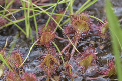 Drosera rotundifolia
