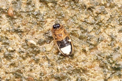 Asymmetricata circumdata