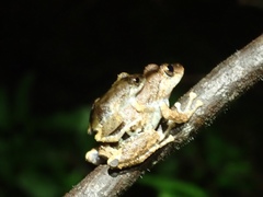 Pristimantis brevicrus
