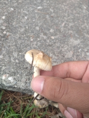 Agaricales