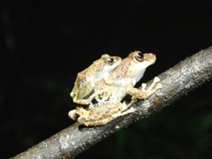 Pristimantis brevicrus