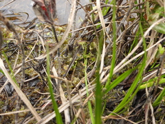 Drosera rotundifolia