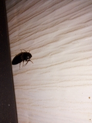 Hemicrepidius nemnonius