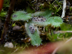 Riccia beyrichiana